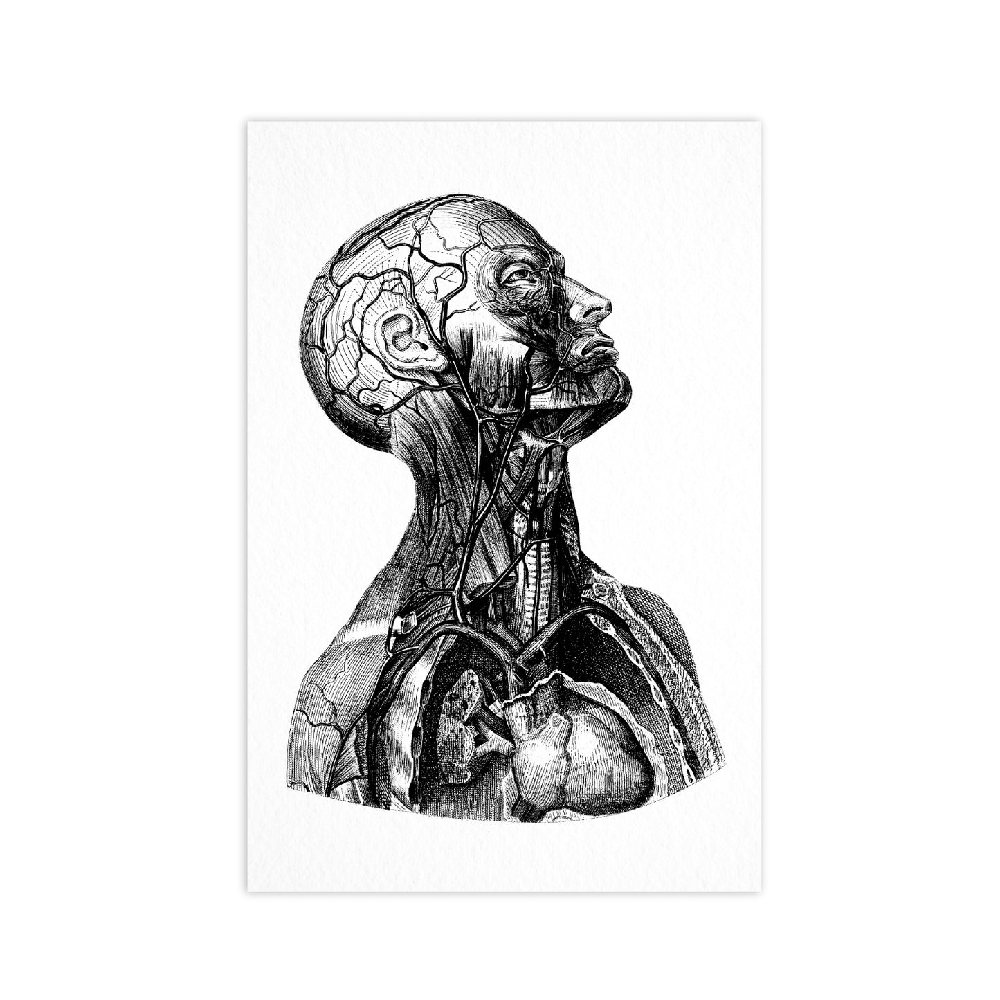 Anatomy - Ahoy Vintage Postcard