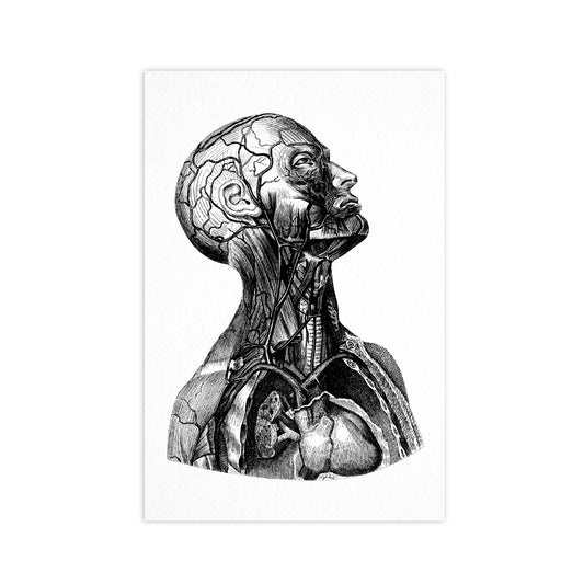 Anatomy - "Vintage Series" Ahoy Postcard