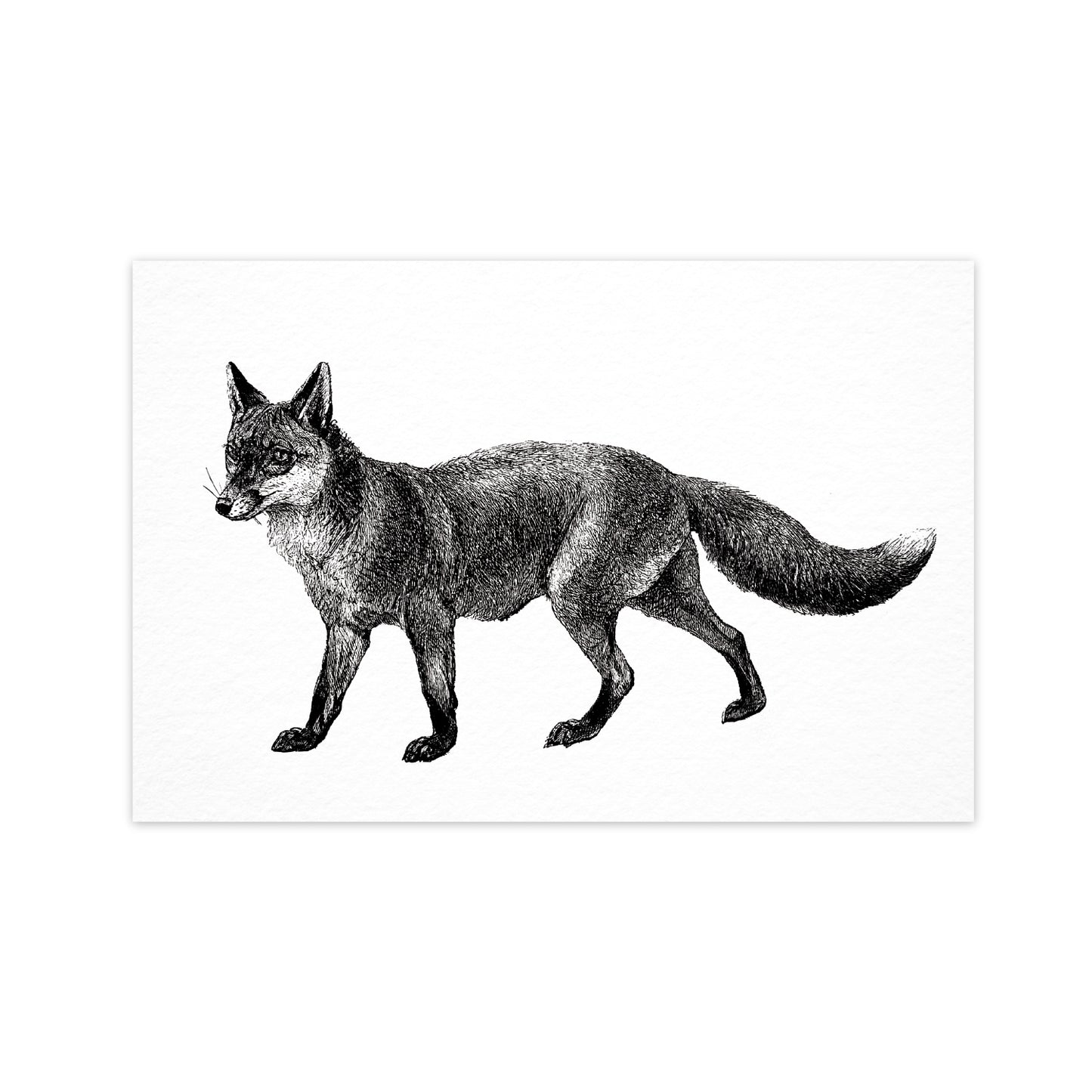 Fox - "Vintage Series" Ahoy Postcard