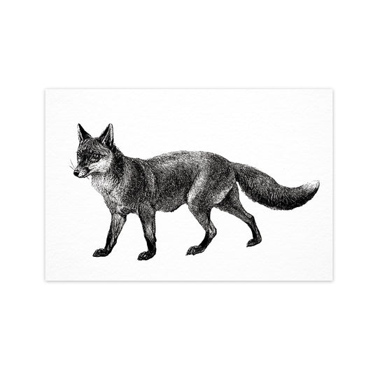 Fox - "Vintage Series" Ahoy Postcard