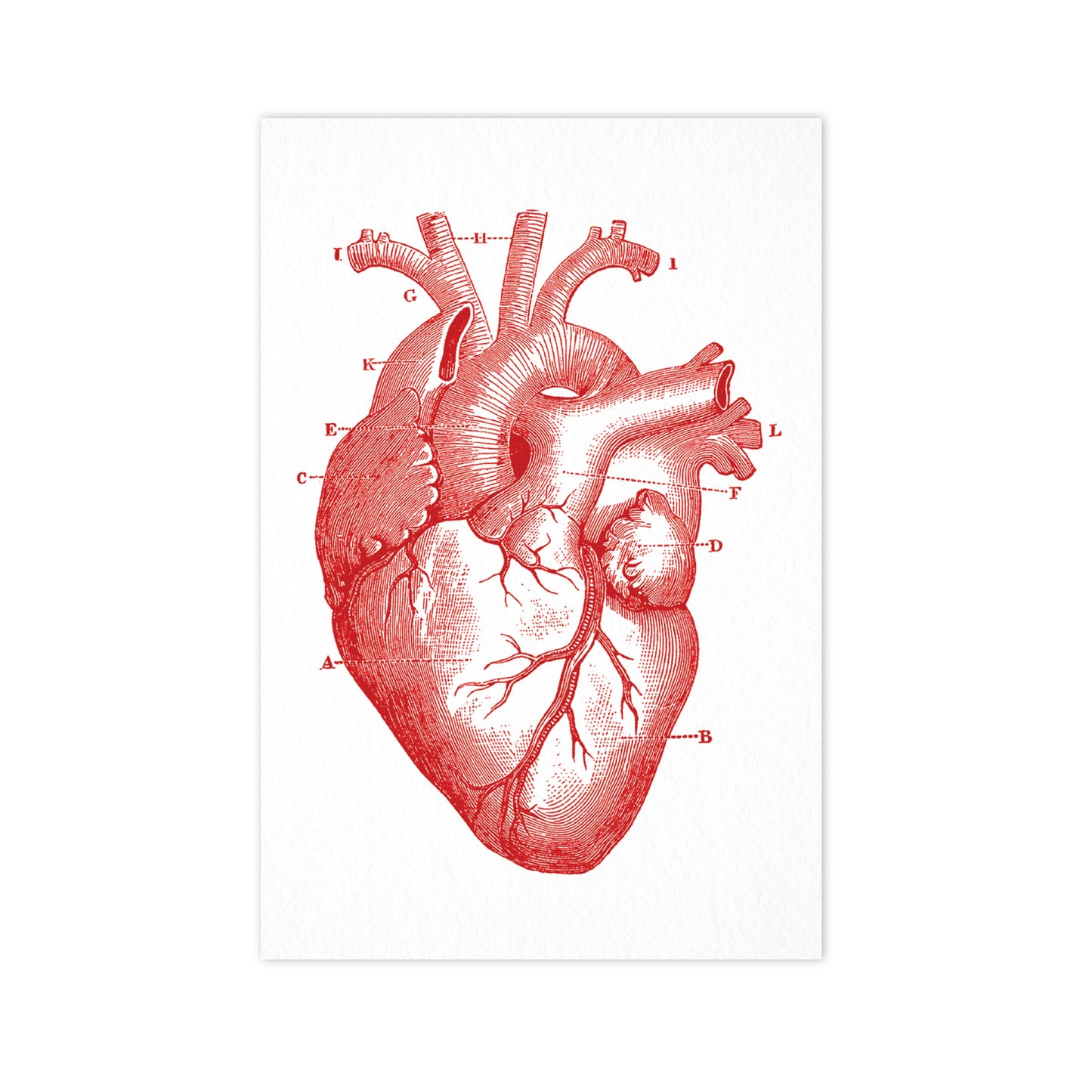 Heart - "Vintage Series" Ahoy Postcard