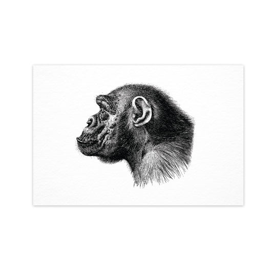 Monkey - "Vintage Series" Ahoy Postcard