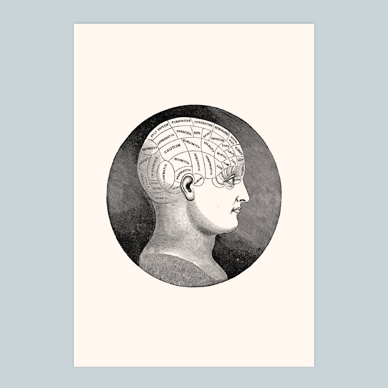 Phrenology - A4 Print