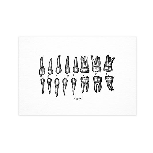 Teeth - "Vintage Series" Ahoy Postcard