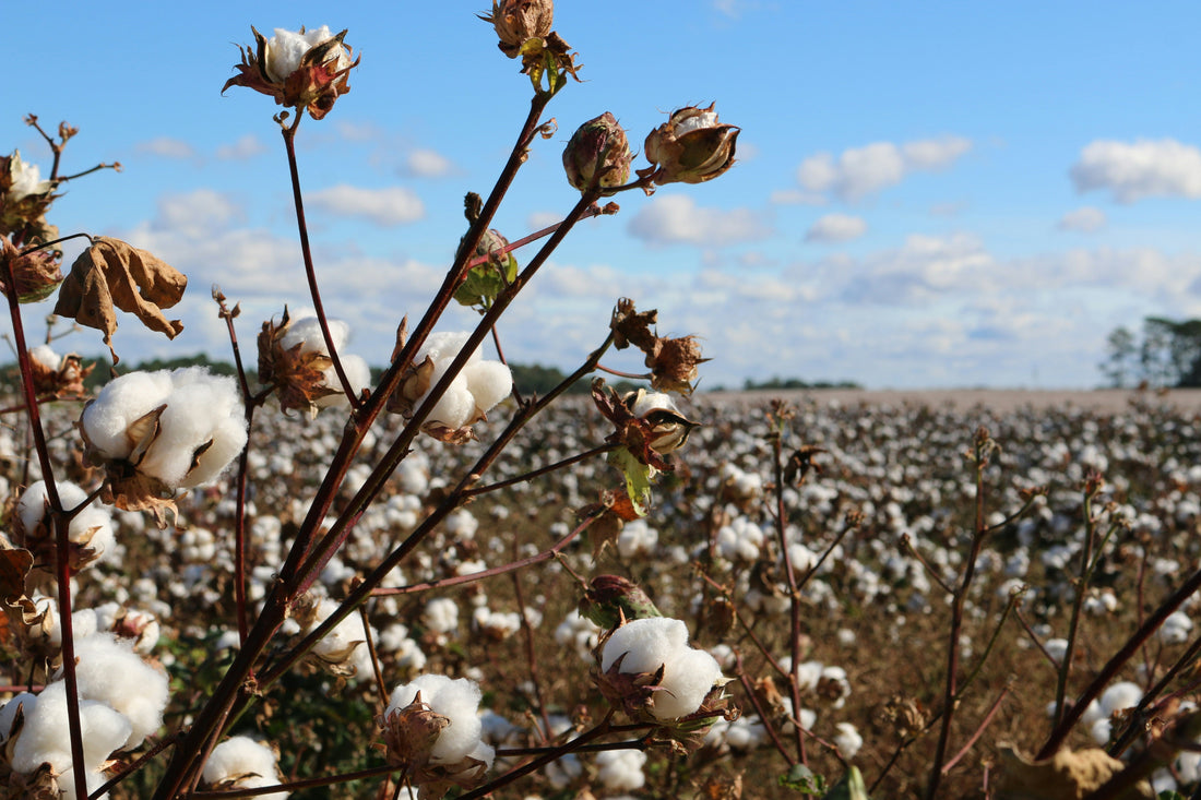 Choosing Organic Fair Trade Cotton Clothing: Why It Matters for You and the World