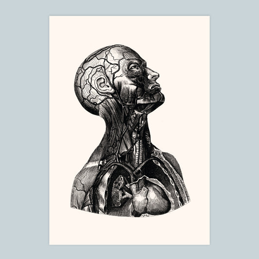 Anatomia - Ahoy "Vintage Series" Stampa A4 