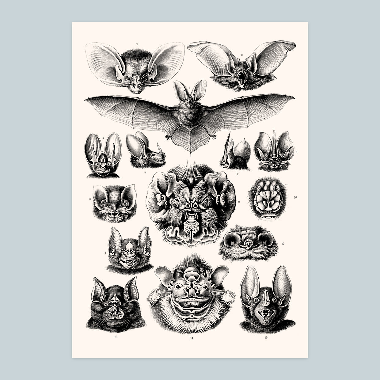 Bats - A4 Print