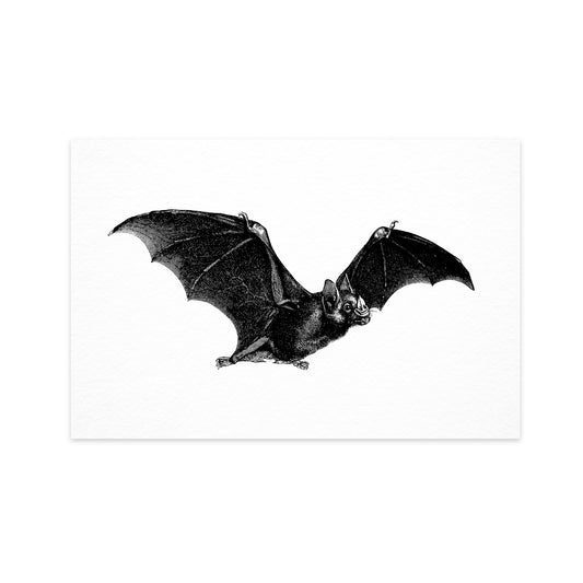 Bat - "Vintage Series" Ahoy Postcard