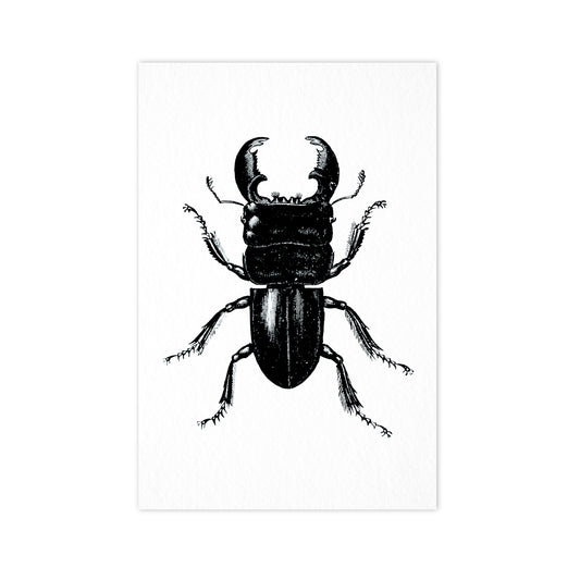 Beetle - Ahoy Vintage Postcard