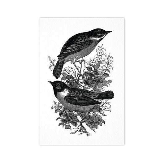 Birds - Ahoy Vintage Postcard