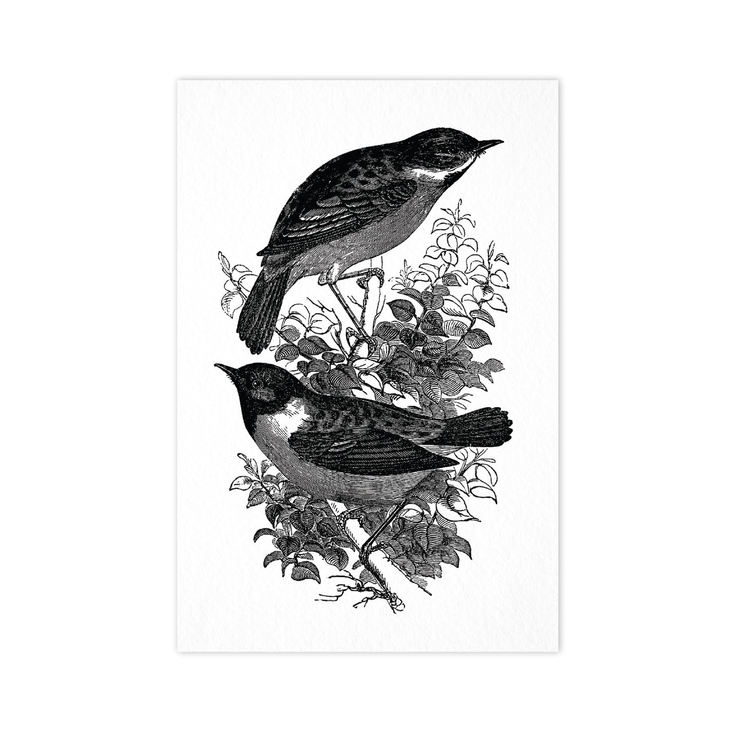 Uccelli - Cartolina Ahoy "Vintage Series" 