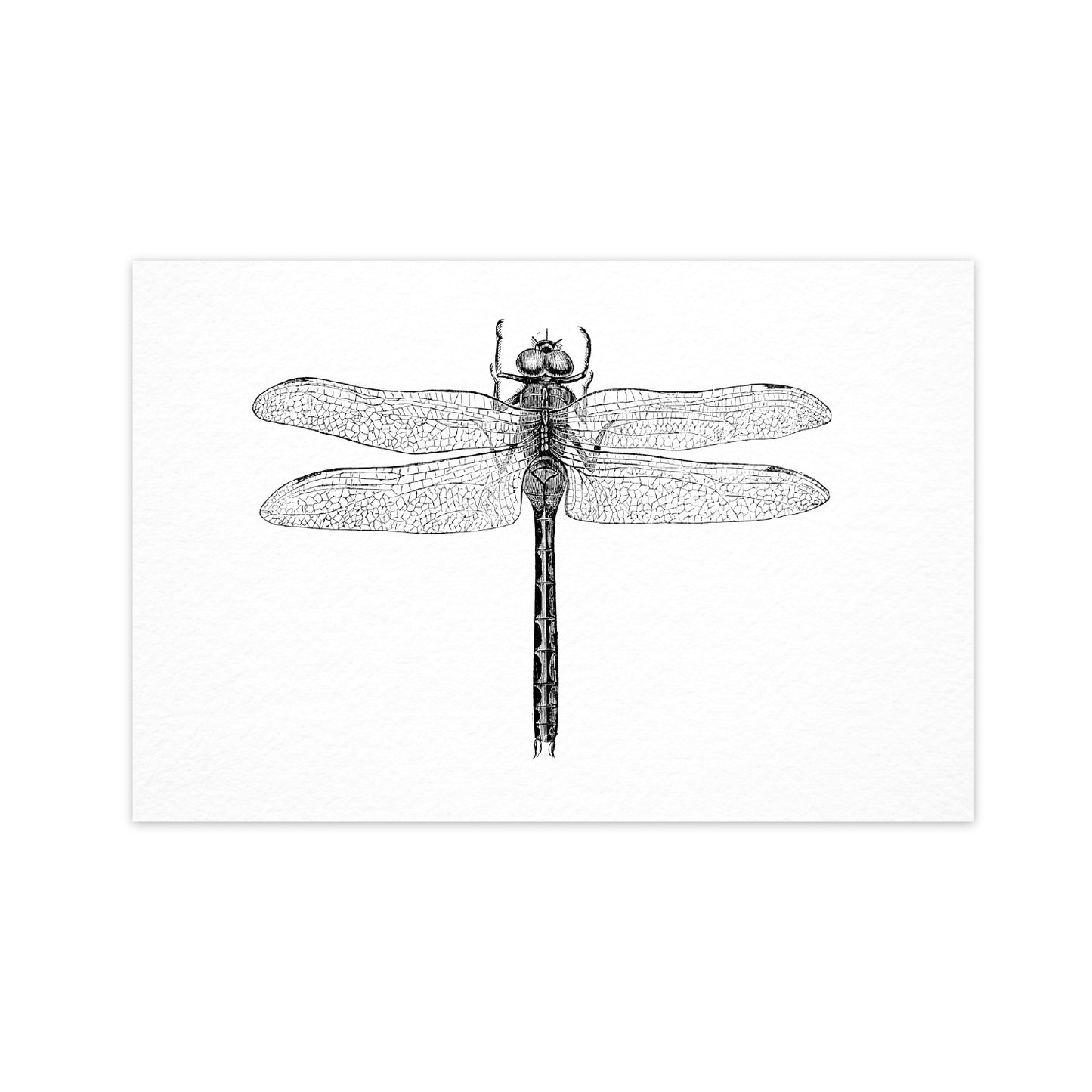Dragonfly - Ahoy Vintage Postcard