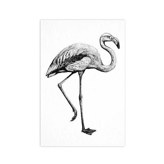 Flamingo - Ahoy Vintage Postcard