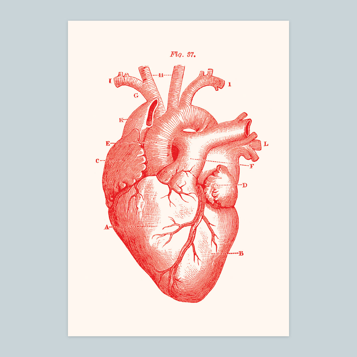 Heart - A4 Print