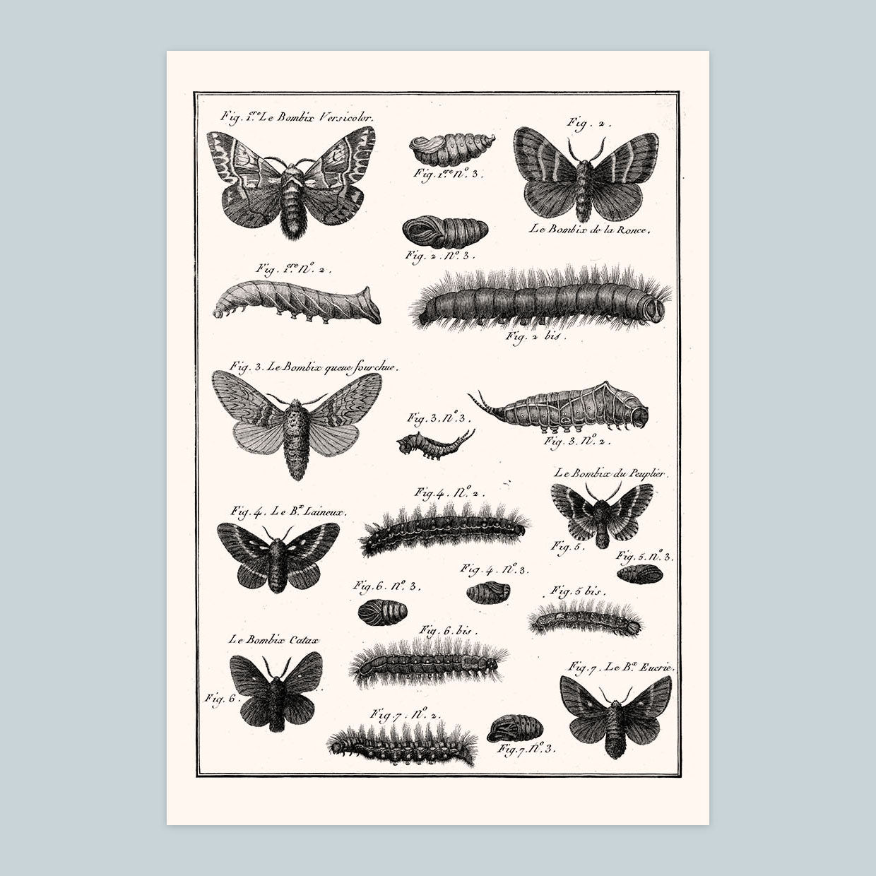Moths - Print A4