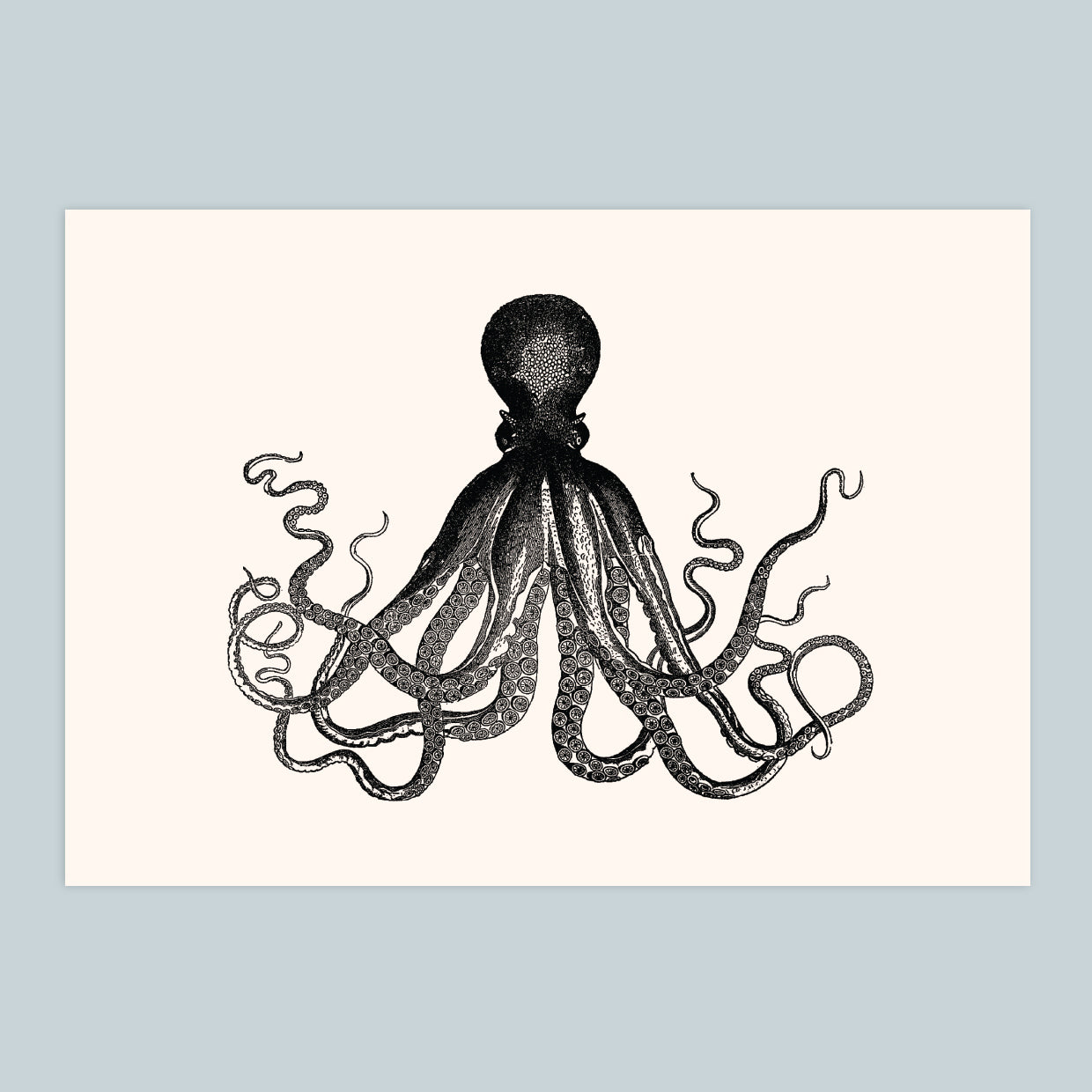 Octopus - A4 Print