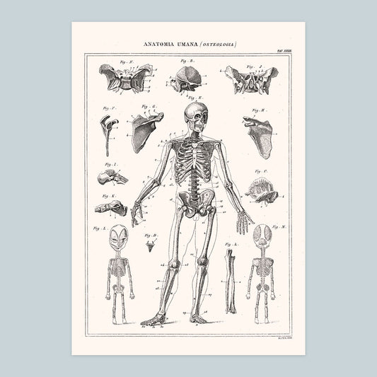 Human Anatomy - Print A4
