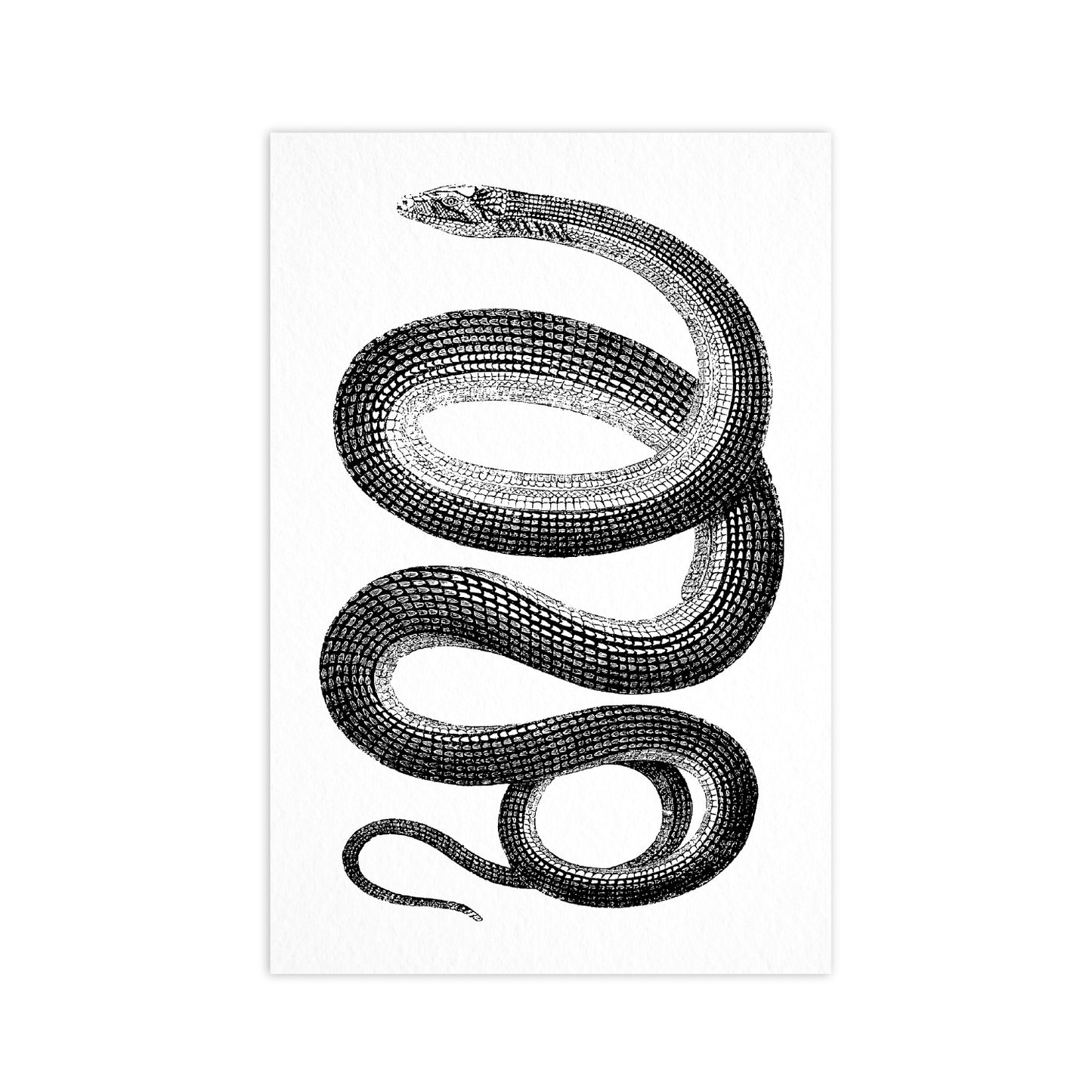 Snake - Ahoy Vintage Postcard