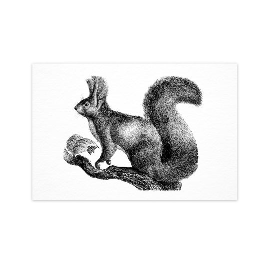 Squirrel - Ahoy Vintage Postcard