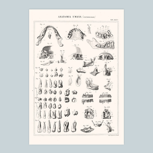 Teeth - A4 Print