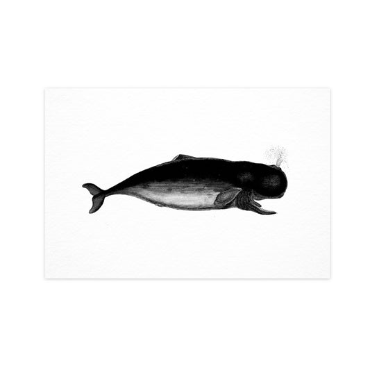 Whale - Ahoy Vintage Postcard