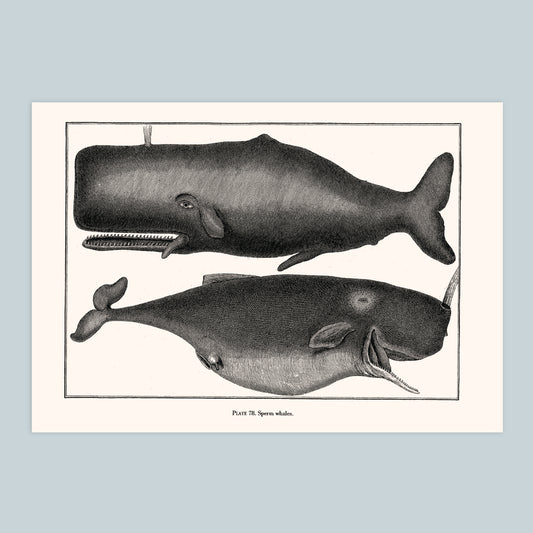 Sperm Whales - A4 Print